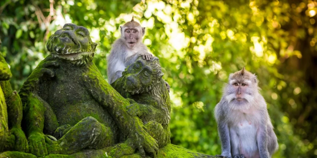 iTour Bali Tour